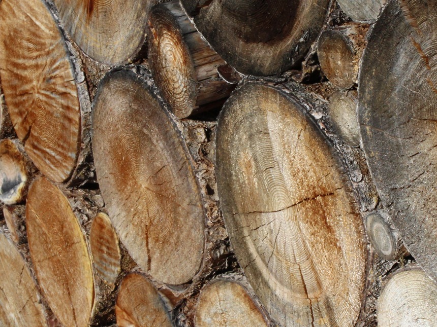 toxicwood,انواع چوب سمی,چوب سمی,